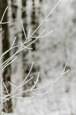 Kış, arka plan, Noel, orman, manzara, Doğa, kar