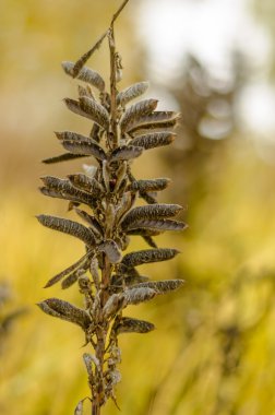 Sonbahar, sonbahar, ormanda, yeşillik, arka plan, botanik