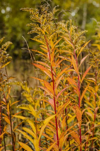 Herfst, herfst, bossen, gebladerte, achtergrond, plantkunde — Stockfoto