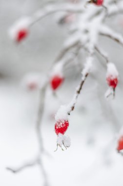 gül, berry, taze, donmuş, sağlıklı, frost