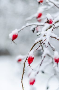 gül, berry, taze, donmuş, sağlıklı, frost