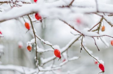 gül, berry, taze, donmuş, sağlıklı, frost