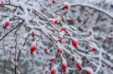 gül, berry, taze, donmuş, sağlıklı, frost