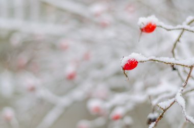 gül, berry, taze, donmuş, sağlıklı, frost
