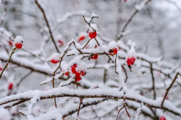 Rose, berry, fresh, frozen, healthy, frost — Stock Photo, Image