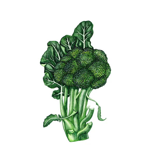 Acuarelă broccoli ilustrare — Fotografie, imagine de stoc