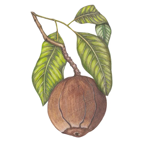 Ботаническая иллюстрация бразильских орехов — стоковое фото