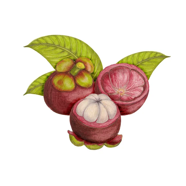 Handgezeichnete botanische Illustration von Mangostan — Stockfoto