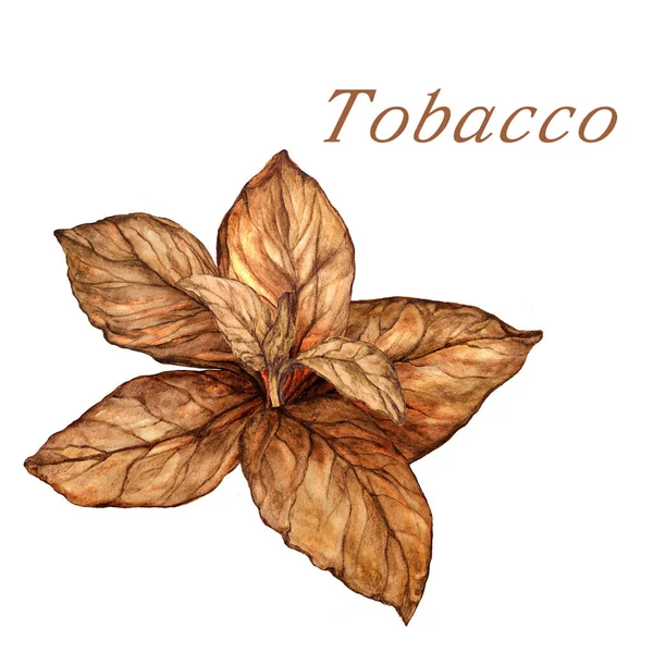 Izolowane Akwarela Botaniczne Ilustracja Roślin Tytoniowych — Zdjęcie stockowe