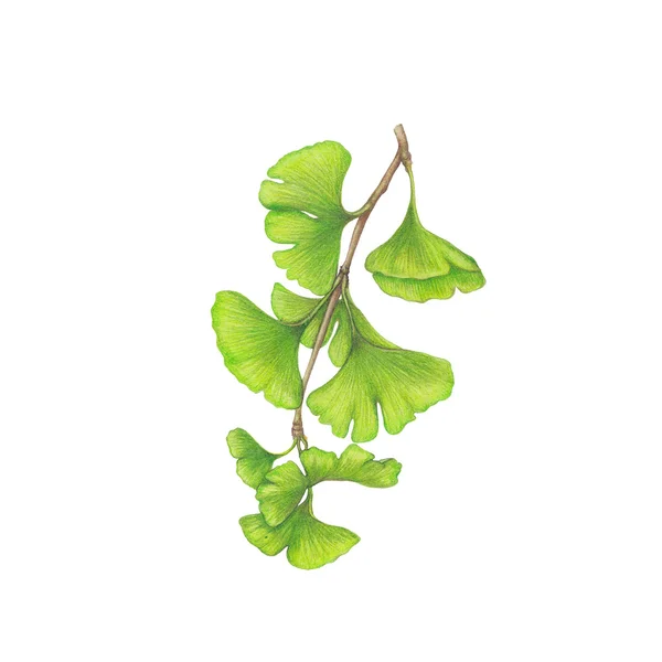 Ginkgo Biloba isolado aquarela ilustração — Fotografia de Stock