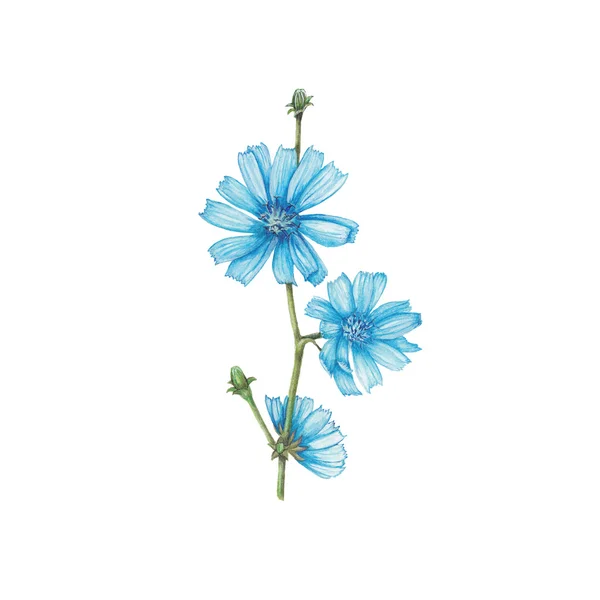 Chicory — Stock Photo, Image