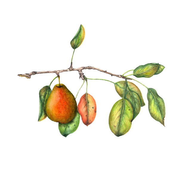 Illustration de branche de poire — Photo
