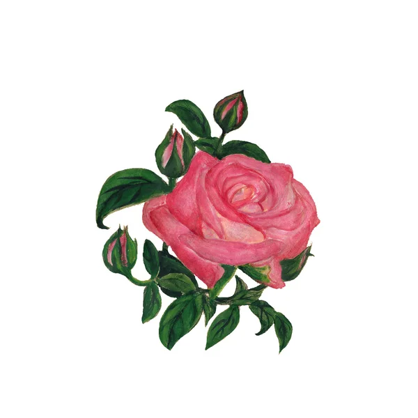 Rosa rosa vintage — Foto Stock