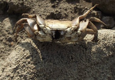 Kurumuş bir gölün dibinde kum yengeci iskeleti