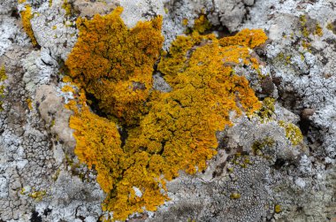 Açık havada gri-kahverengi doğal taşın yüzey yapısı