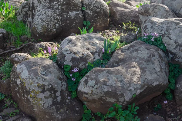 Flores Otoño Las Montañas Las Alturas Goleñas Israel Crecen Entre —  Fotos de Stock