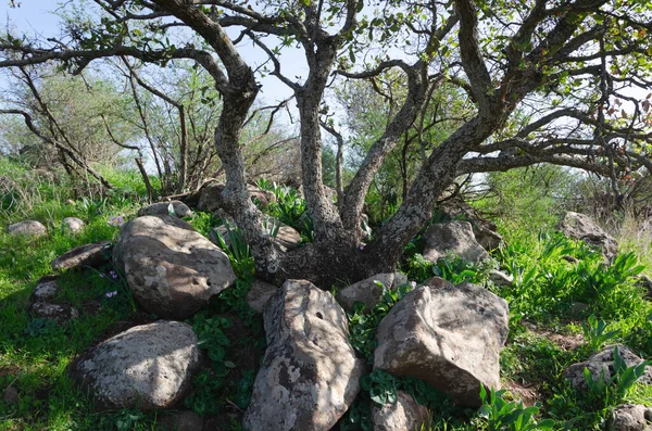 Osamělý Strom Zelené Skalnaté Pláni Horách — Stock fotografie