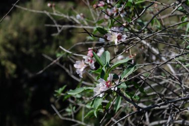 Badem ağacı Sonbaharda güzel beyaz çiçeklerle