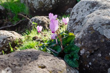 İsrail 'in Golyan tepelerindeki sonbahar çiçekleri taşların arasında yetişir.