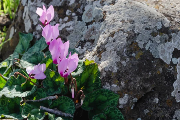 Fleurs Automne Dans Les Montagnes Des Hauteurs Golanes Israël Poussent — Photo