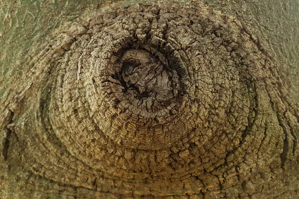 Textur Der Natürlichen Baumrinde Brauntönen Für Den Hintergrund — Stockfoto
