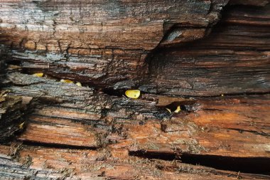 arkaplan için gri-kahverengi tonlarda bir ağaç kabuğu parçası