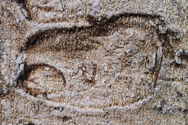 arkaplan için gri-kahverengi tonlarda bir ağaç kabuğu parçası