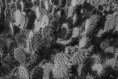 Aynı türün kaktüs çalıları açık havada siyah beyaz görüntüde.