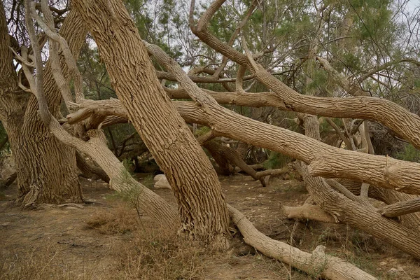 Величезні Вигнуті Дерева Дивної Форми Оазисі Пустелі Негев Ізраїлі — стокове фото