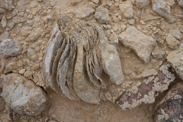 Las Ruinas Una Estación Ferroviaria Turca Desierto Del Neguev Israel — Foto de Stock