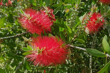 Dekoratif bir kirişte çiçekler Botanik Bahçesi Emek Hefer