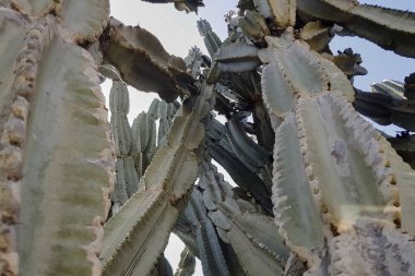 Botanik Bahçesi 'nde bir kaktüs. Emek Hefer.