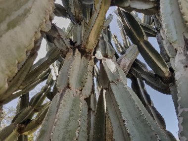 Botanik Bahçesi 'nde bir kaktüs. Emek Hefer.