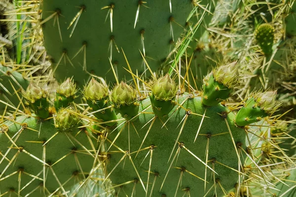 Cactus in una capriata decorativa Orto Botanico Emek Hefer — Foto Stock