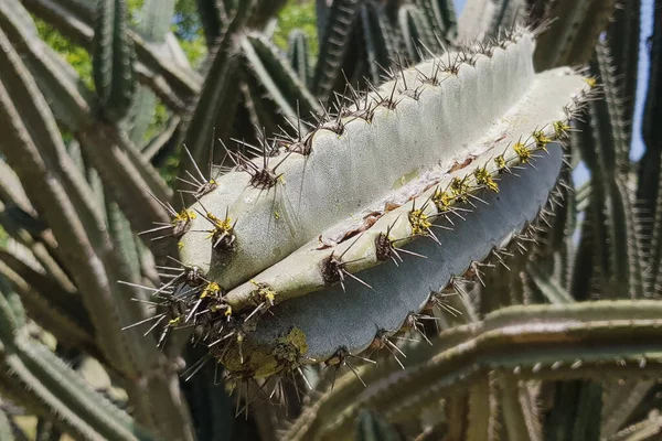 Cactus in una capriata decorativa Orto Botanico Emek Hefer — Foto Stock