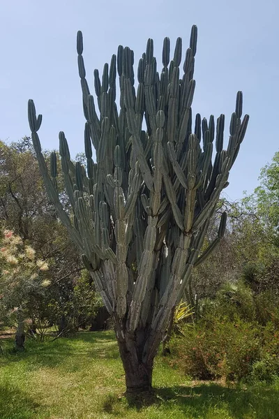 Cactus in una capriata decorativa Orto Botanico Emek Hefer — Foto Stock