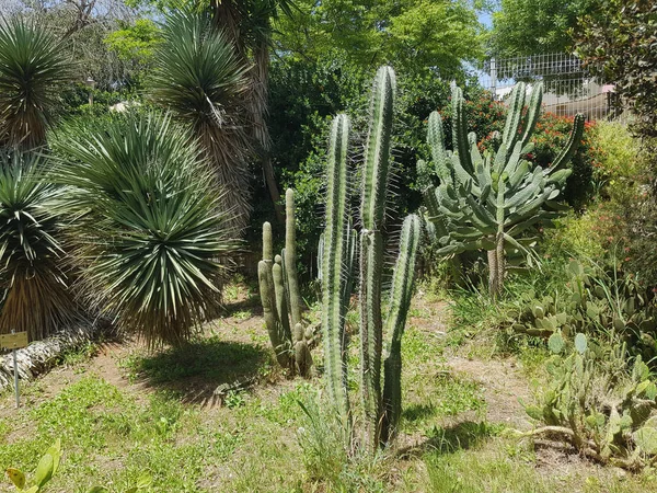 装饰桁架中的仙人掌植物园 — 图库照片