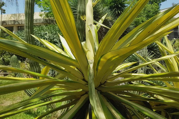 Amazing plants in a decorative truss Botanical Garden Emek Hefer — Stock Photo, Image