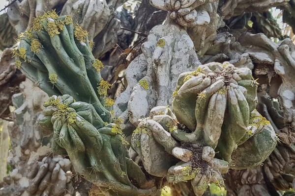 Cactus in una capriata decorativa Orto Botanico Emek Hefer — Foto Stock