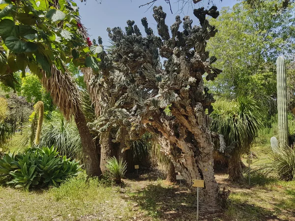 Кактус в декоративной ферме Ботанического сада Эмек Хефер — стоковое фото