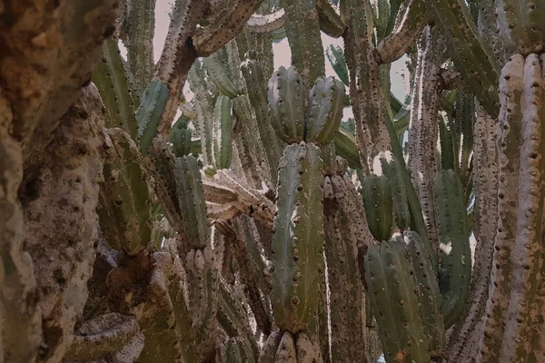 Cactus in una capriata decorativa Orto Botanico Emek Hefer — Foto Stock