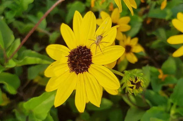 Gelbe Blume mit einer kleinen Spinne auf dem Blütenblatt — Stockfoto