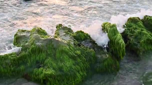 Coucher de soleil sur la mer près du rivage roches algues vertes — Video