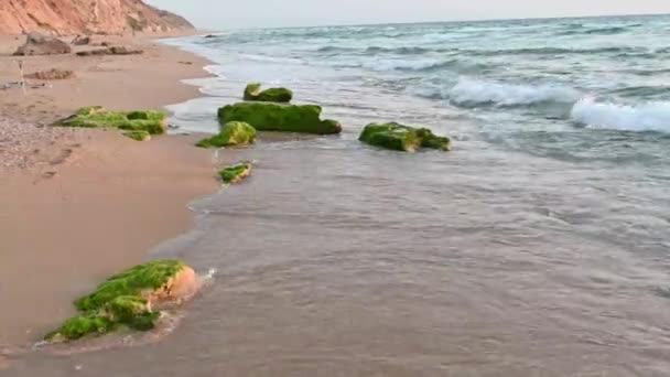 Zachód słońca nad morzem w pobliżu skał brzegowych zielone algi — Wideo stockowe