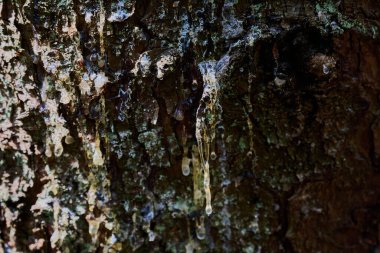 Çam kabuğunda güzel bir damla reçine