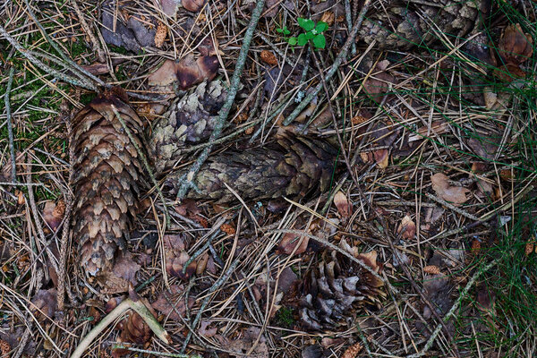 Forest soil with cones and pine needles texture