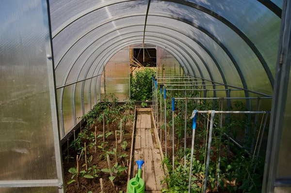 Greenhouse in the garden with growing tomatoes and cucumbers — Stock Photo, Image