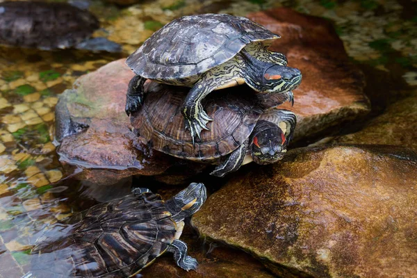 Mating of red-eared turtles on large rocks near the reservoir — Stock Photo, Image