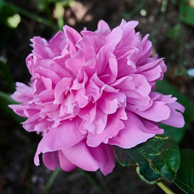 Bahçedeki pembe şakayık güneşin altında çiçek açtı.