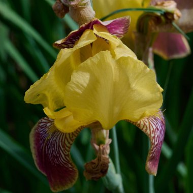 İris çiçekleri farklı renklerde bahçelerde